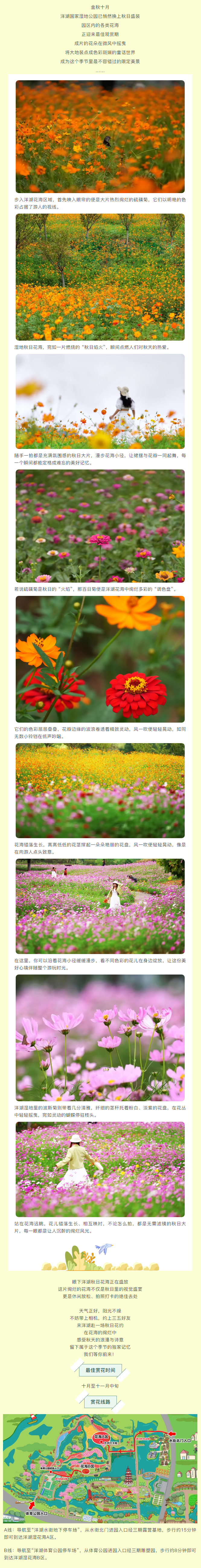 洋湖花海盛開 共繪浪漫秋日畫卷.png